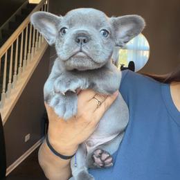Max - Blue male French Bulldog puppy in Bolingbrook, Illinois from Flores Frenchies