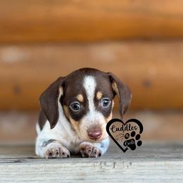 Pokey (smooth coat) - Piebald male Dachshund puppy in Nashville, Arkansas from Cuddles n Curls