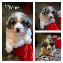 Puppy 4 - Blue merle male Miniature American Shepherd puppy in Ellensburg, Washington from Wiggle Rump Ranch