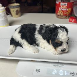 Havanese puppies from A Royal Havanese Court