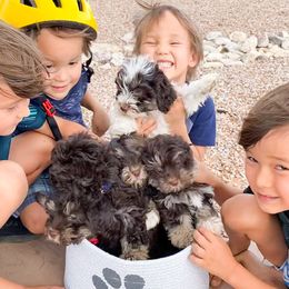 Havanese from HavaDoggie