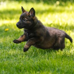 German Shepherd Puppies from Faoladh German Shepherds