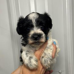 Beans - Orange Girl - Parti female Miniature Schnauzer puppy in Oneonta, Alabama from Murphree Valley Kennels