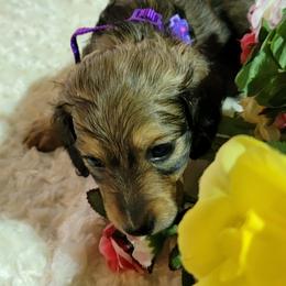 Dachshund Puppies from CLARK'S BREEDING PROGRAM