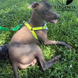 Ceazer - Xoloitzcuintli