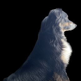 Kari - Australian Shepherd