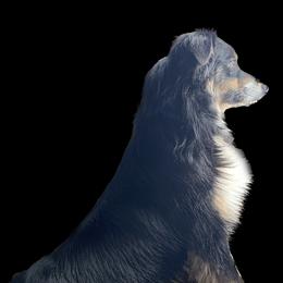 Kari - Australian Shepherd