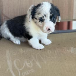 American Corgi Puppies from 5H Corgis