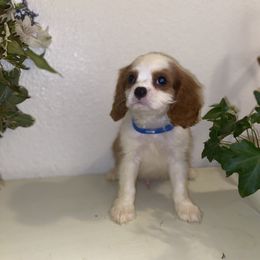 Cavalier King Charles Spaniel Puppies from Amore Cavaliers