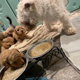 Australian Shepherd and Poodle Puppies from The Mason Farm