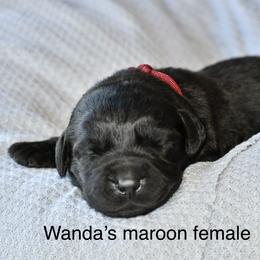 Maroon female - Black female Labrador Retriever puppy in Mississippi from Sure Shot English Labs