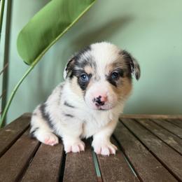 Mochi - Blue merle and white male American Corgi puppy in Inverness, Florida from Canaan Farm Corgis