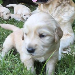 Golden Retrievers from Goldens of Northern Virginia