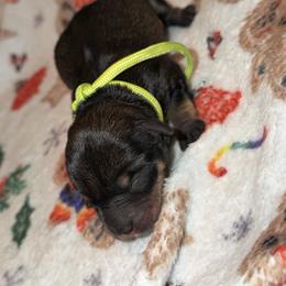 Miniature Schnauzer Puppies from T&T