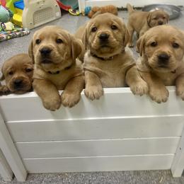 Labrador Retriever Puppies from Rustic Ridge Labradors