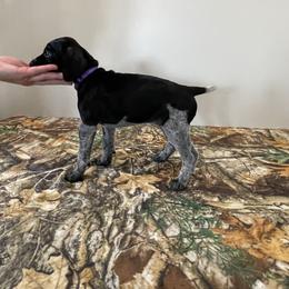 German Shorthaired Pointer Puppies from Jessica Johnson