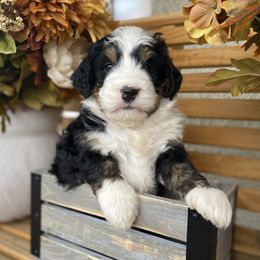 Australian Labradoodle, Bernedoodle, and Cockapoo Puppies from Dream Doodles and Cockapoos