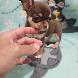 Boy 1 - Chocolate and tan male Chihuahua puppy in Richmond, Virginia from Breens