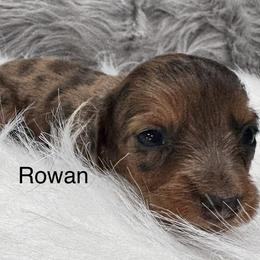 Rowan - Dapple female Dachshund puppy in Cabool, Missouri from Dachshund's of Country Magic Farms in Missouri
