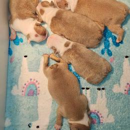 Boston Terrier Puppies from Tellier's AKC Boston Terriers Missouri