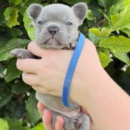 Blue collar - Blue male French Bulldog puppy in Jamestown, Kentucky from French Valley Miniature Goldendoodles & French Bulldogs