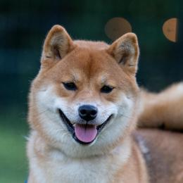 Lily - Red female Shiba Inu puppy in Hephzibah, Georgia from Evenfalls Shiba Inu