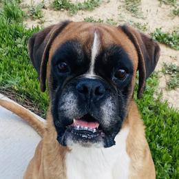 Boxers and Shih Tzus from Victorio Boxers & Shih-Tzu's