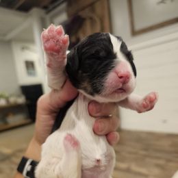Pink - Black Phantom Parti - Black and white female Bernedoodle puppy in Shelby, North Carolina from Forever Grateful Doodles