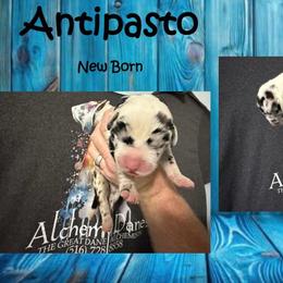 Antipasto - Harlequin male Great Dane puppy in Medford, New York from Alchemy Danes