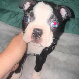 OZZY - Black and white male Boston Terrier puppy in Anderson, South Carolina from Lola’s House of Bostons & Rescue