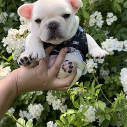 French Bulldog Puppies from The Midwest Frenchies