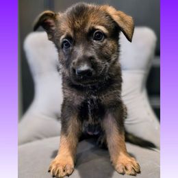 Purple - Sable female German Shepherd puppy in Maricopa, Arizona from Royalty German Shepherds