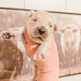 Elsa - Light golden female Golden Retriever puppy in Mason, Michigan from Sweet Breeze Acres
