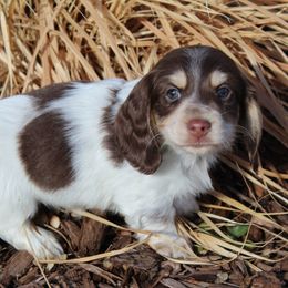 Dachshund Puppies from Rylie Stovall
