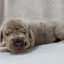 Danny - Merle male Great Dane puppy in Bay City, Michigan from Monarch Danes
