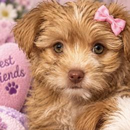 Blonde chocolate with hazel eyes - Chocolate, tan and white female Yorkshire Terrier puppy in Ohio from Cindys Yorkshire Terriers