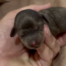 Rose - Blue and cream female Dachshund puppy in Vero Beach, Florida from Joseph’s Dachshunds