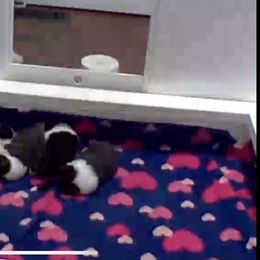 Border Collie Puppies from Classic kennel