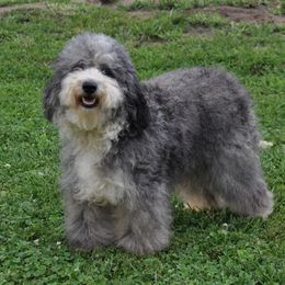 Viv - Aussiedoodle