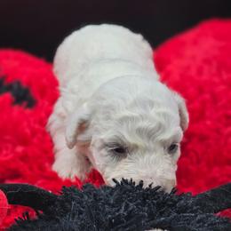 Girl 2 - White female Bichon Frise puppy in Four Oaks, North Carolina from Misty Clark