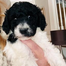 Eve - Parti female Poodle puppy in Greenwich, New York from MizzElle’s Standard Poodles