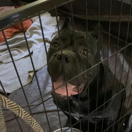 Cinder - Cane Corso