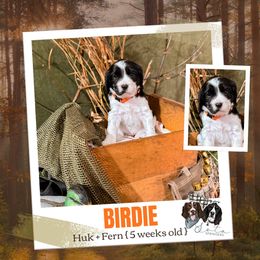 Birdie - Black and white female English Springer Spaniel puppy in Albany, Minnesota from Farm Fresh Labradors & English Springers