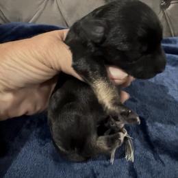 Girl 1 - female Miniature Schnauzer puppy in Port Orange, Florida from Blue Ribbon Schnauzers