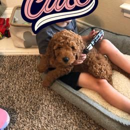Goldendoodle Puppies from Rockin R Doodles