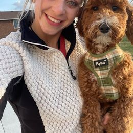 Coco - Poodle