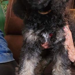 Poodle Puppies from Savvy and Friends, LLC
