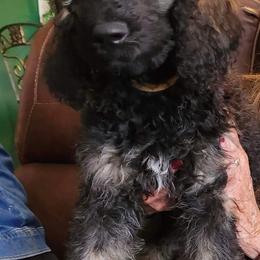 Poodle Puppies from Savvy and Friends, LLC