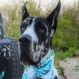 Oakley - Great Dane
