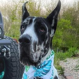 Oakley - Great Dane